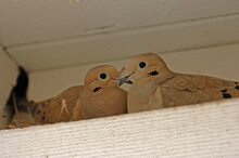 Morning Doves Nesting In Eaves Of House, Thousand Oaks, CA, USA