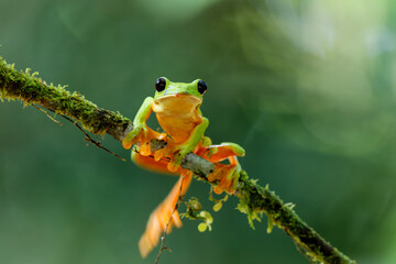 Wall Mural - The gliding tree frog (Agalychnis spurrelli) sitting on a branch near  Sarapiqui in Costa Rica.