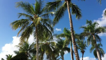 Wall Mural - beautiful exotic palm trees at the caribbean sea, Punta Cana, Dominican Republic