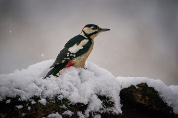 Great spotted Woodpecker (Dendrocopos major) perched on branch.