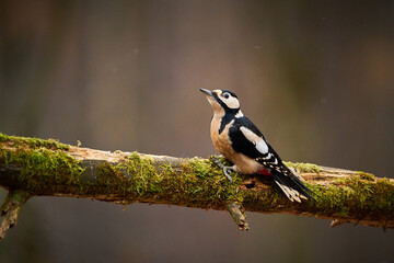 Great spotted Woodpecker (Dendrocopos major) perched on branch.