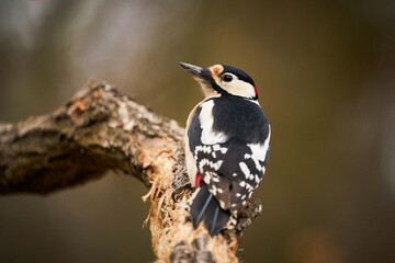 Great spotted Woodpecker (Dendrocopos major) perched on branch.