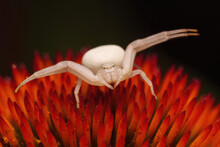 Goldenrod Crab Spider - Misumena Vatia Lurking On Echinacea Flower