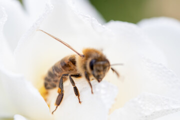 bee on flower