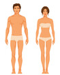 illustration of a slim athletic body type of adult man and woman