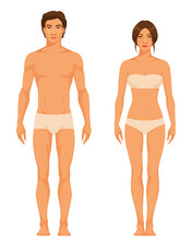 Illustration Of A Slim Athletic Body Type Of Adult Man And Woman
