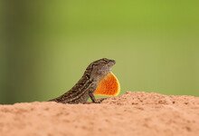 Male Brown Anole (Anolis Sagrei) Lizard Displaying Its Reddish-orange And Yellow Dewlap.  This Species Is Not Native To The United States. 