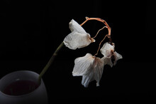 Three Faded Pale Orchids Hanging From Stem In Vase. Horizontal Photo With Black Background.  Copy Space.