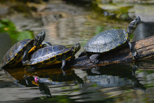 Turtle Family Sunbathing In The Pond