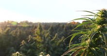 Pan Through Rising Sun Bursts Towards CBD Cannabis Plant Amongst Large Field