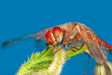 Macro shots, Beautiful nature scene dragonfly.   