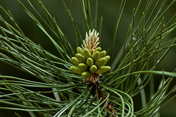 Pine tree branch with new tip in early summer, Sofia, Bulgaria 