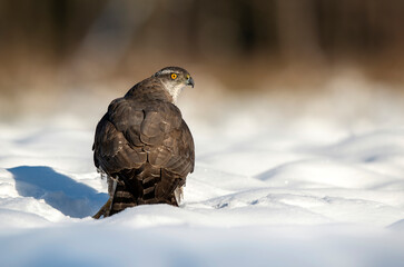 Sticker - Northern goshawk bird ( Accipiter gentilis )