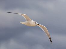 Beautiful Ring-billed Gull Flying Over Lake Okeechobee
