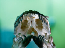 Alligator Skeleton