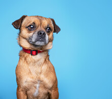 Cute Studio Photo Of A Dog On A Isolated Background