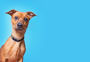 Sticker - studio shot of a cute dog on an isolated background