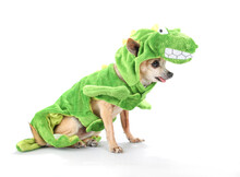 Cute Chihuahua Dressed In A Dinosaur Costume Isolated On A White Background