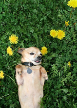 Cute Chihuahua With His Tongue Out Napping In The Grass Full Of Clover And Dandelion Weed Flowers