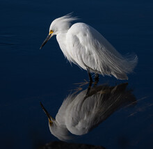 Reflection Of A Snowy Egret