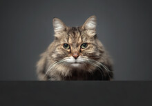 Senior Tabby Cat Crouching While Looking At Camera. Fluffy Long Hair 15 Year Old Cat Sitting In Front Of A Dark Background. Long Whiskers And Gren Eyes. Content Body Language. Selective Focus.