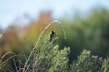 Tiny Bird