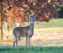 White-Tailed Deer In Park With Autumn Background