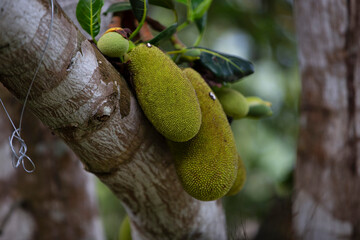 Poster - jackfruit tree in the garden