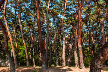 Wall Mural - Beautiful colorful forest fine tree