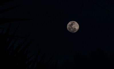 full moon in the night