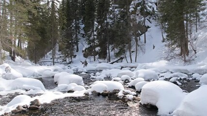 Wall Mural - River in the cold of winter forest flows between the trees with snow 