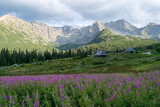 Fototapeta Natura - Hala latem tatry