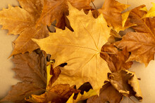 Sycamore Autumn Leaf Isolated