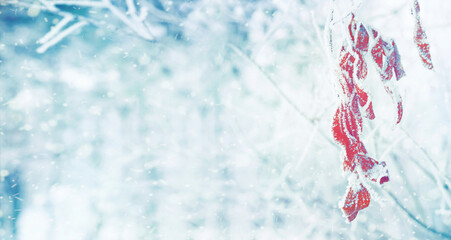 Poster - Branch of willow tree in hoarfrost. Winter background with frosted leaves of willow tree