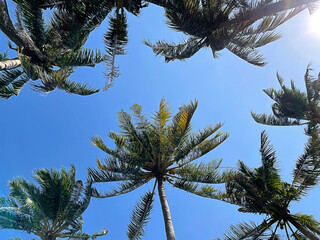 Under coconut tree with blue sky.