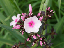 Phlox Paniculata 'Bright Eyes' Or Garden Phlox Grouped In Panicles, Light Pink Petals With Dark Pink Eyes On Stems With Deep Green Oblong Leaves And Buds