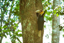 Male Wreathed Hornbill Feeding The Female At The Nest Cavity.
