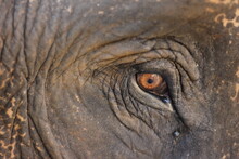 Elephant Eye Close Up