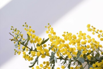 Wall Mural - 室内のミモザの花、白背景、春の花