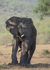 Wall Mural - Magnificient elegant bull in South Africa (Welgevonden Game Reserve)