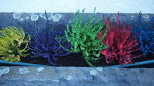 Decorative Multicolored Common Heather, Ling (Calluna Vulgaris), Switzerland, Champery