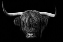 Head Of A Horned Highland Cattle (Bos Taurus Taurus) Isolated On Black Background