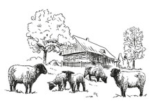 Sheep Farm - A Flock Of Sheep With Wooden Timbered Cottage, Black And White Illustration, White Background, Vector