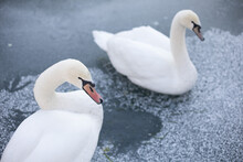 A White Swan Hissing On A Frozen Pond. Soft Focus. 