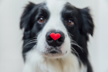 St. Valentine's Day Concept. Funny Portrait Cute Puppy Dog Border Collie Holding Red Heart On Nose Isolated On White Background. Lovely Dog In Love On Valentines Day Gives Gift