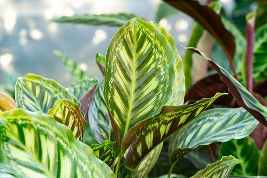 Calathea “Flamestar”. This species of Calathea has beautiful leaves with green and yellow stripes. It is a popular houseplant.