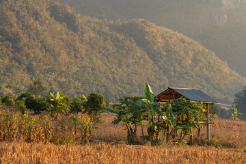 Wall Mural - Scenic fall rural landscape view with field hut and morning golden light in beautiful agricultural mountain valley, Chiang Dao, Chiang Mai, Thailand
