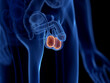 © Sebastian Kaulitzki - 3d rendered illustration of human testis