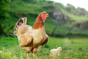 Wall Mural - Summer  at a farm - a hen with her chickens Chicks and hens brooding on a farm with green grass