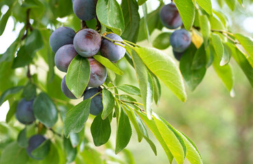 Wall Mural - Close up of the plums ripe on branch. Ripe plums on a tree branch in the orchard. View of fresh organic fruits with green leaves on plum tree branch in the fruit garden.